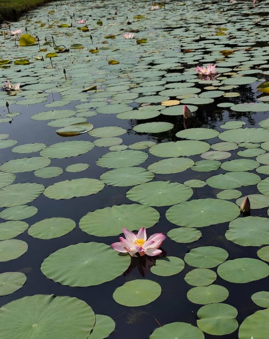 Beautiful pink lotus flowers blooming in a pond at a Sundarban resort.